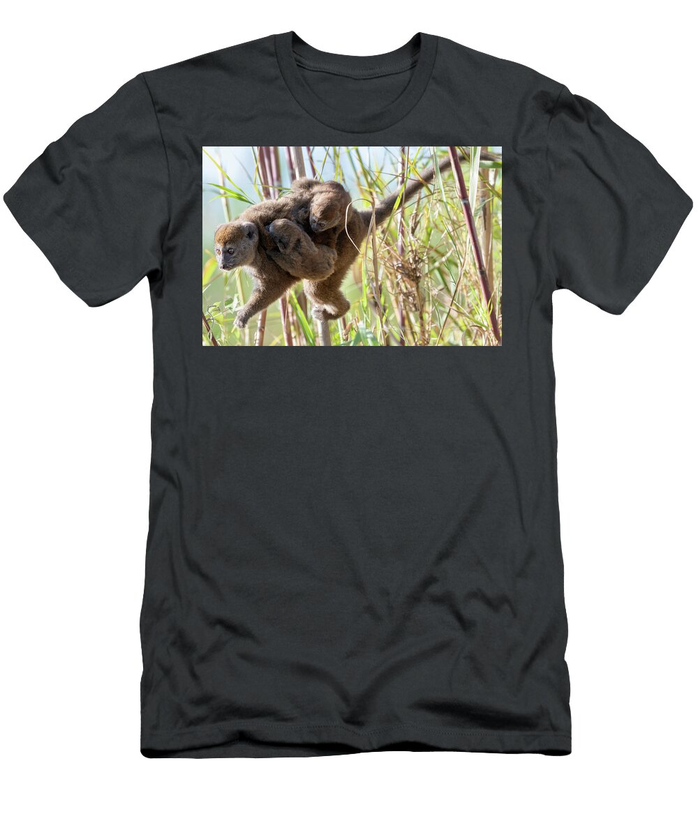 1 Lac Alaotra Bamboo Lemur Carrying Young Lake Alaotra Bernard Castelein Natureplcom T-Shirt