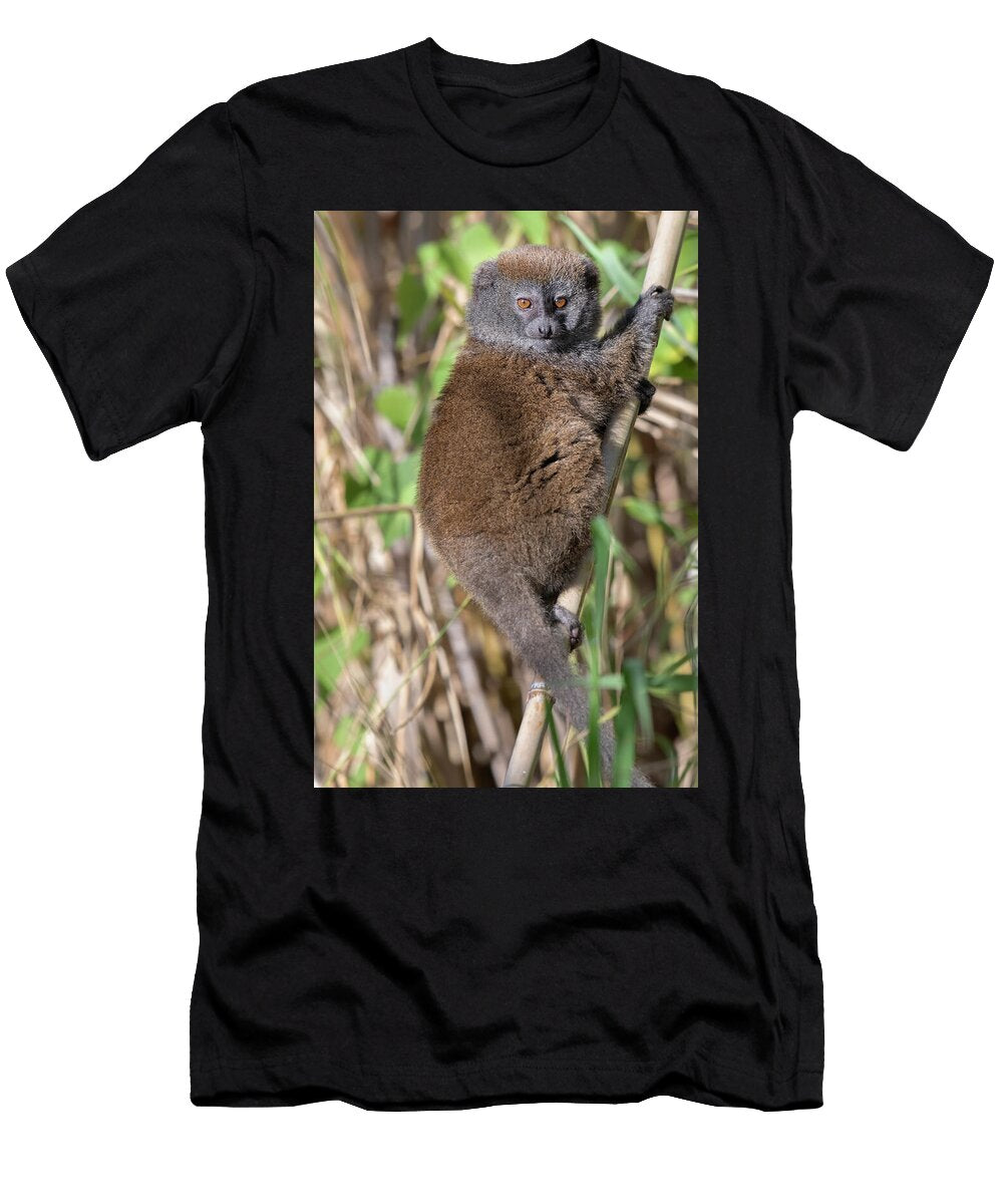 1 Lac Alaotra Bamboo Lemur Lake Alaotra Madagascar Bernard Castelein Natureplcom T-Shirt