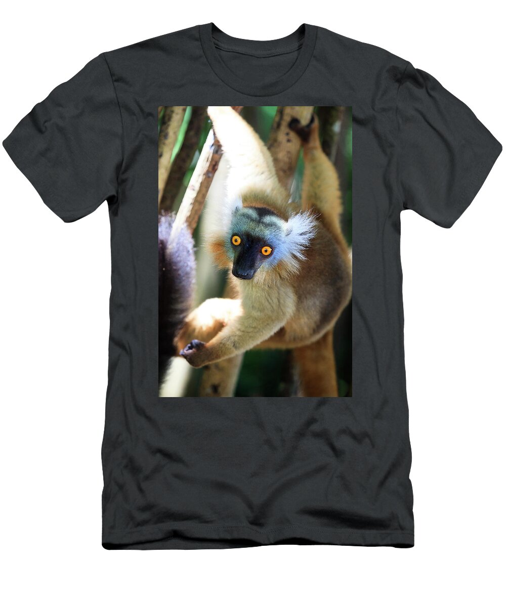1 Lemur Paolo Giocoso T-Shirt
