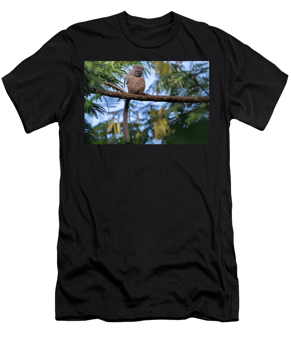 1 Northern Bamboo Lemur in Tree Marojejy Np Bernard Castelein Natureplcom T-Shirt