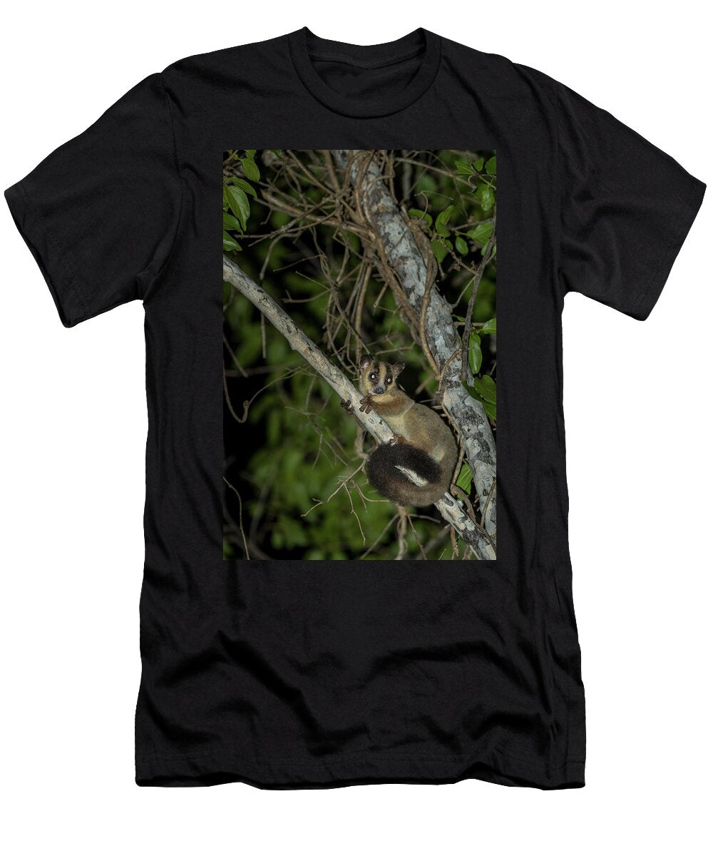 2 Pale Fork Marked Lemur in Search for Food At Night Kirindy Houdin and Palanque Natureplcom T-Shirt