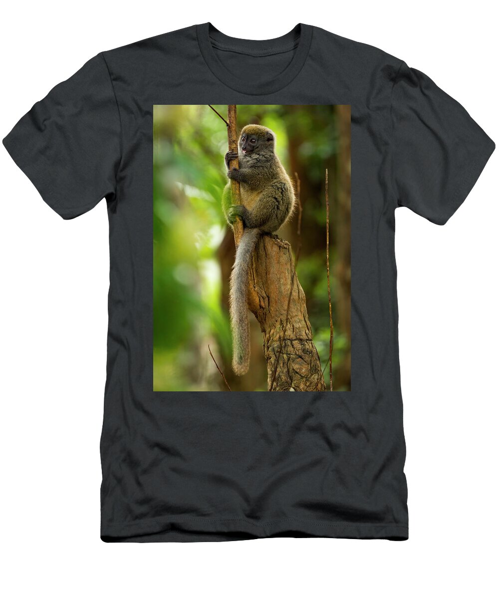 Bamboo Lemur Sitting on Tree Stump Andasibe Mantadia Sandesh Kadur Natureplcom T-Shirt