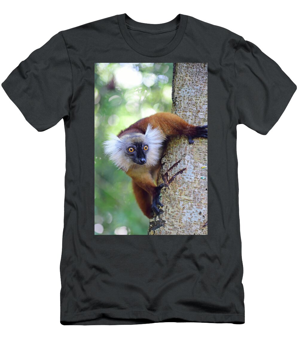 Black Lemur Massimo Piacentino T-Shirt