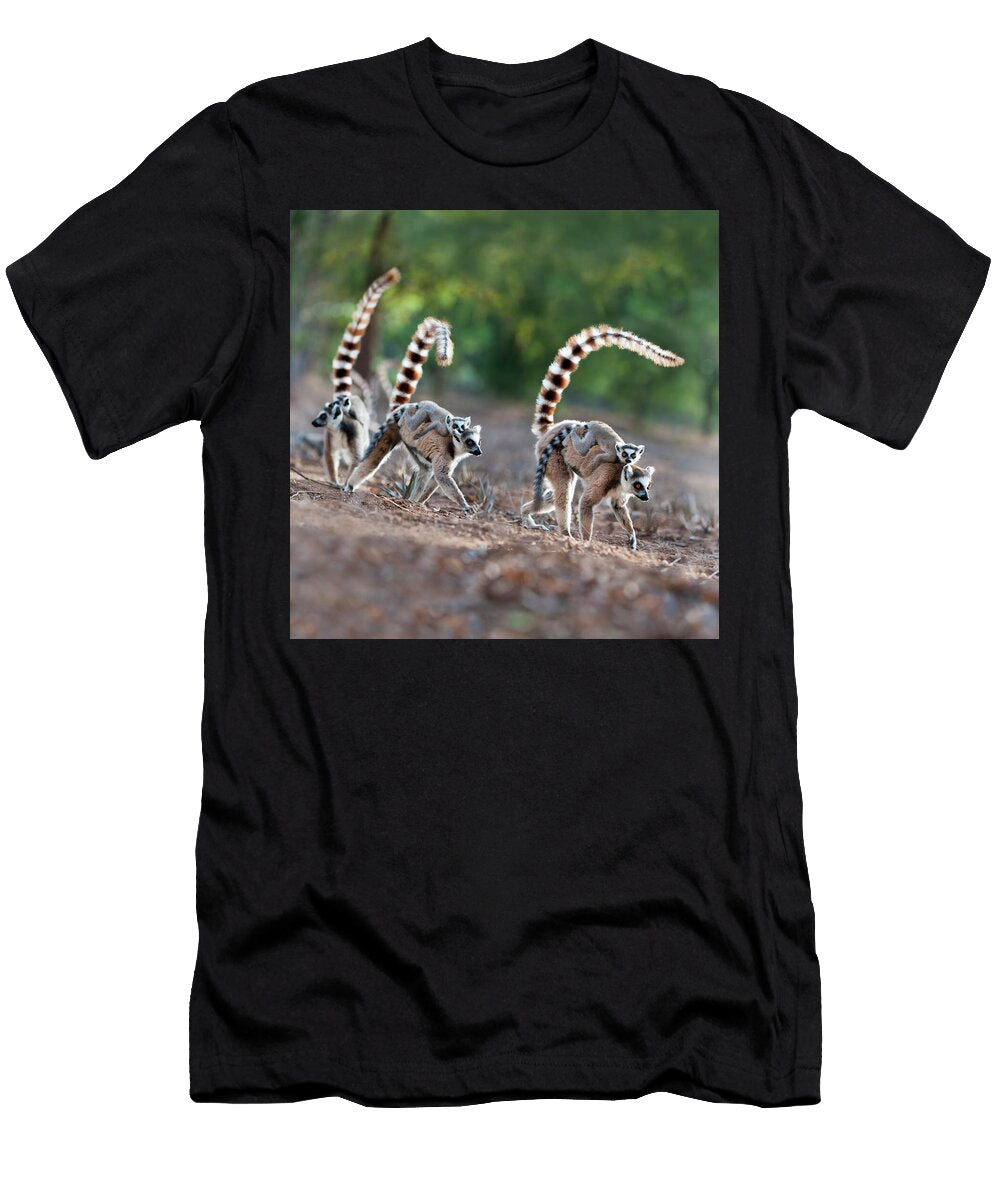 Female Ring Tailed Lemurs Carrying Infants on Their Backs Nick Garbutt Natureplcom T-Shirt