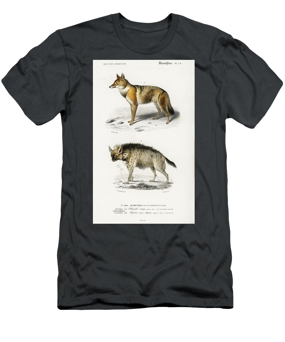 Golden Jackal Canis Aureus and Striped Hyena Hyene Rayee Illustrated By Charles Dessalines D Orbigny Les Classics T-Shirt