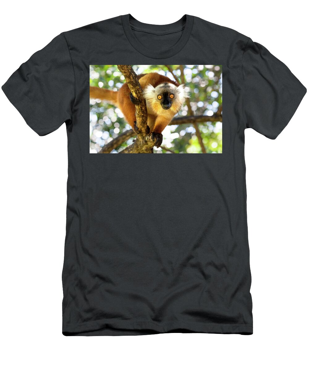 Lemur Paolo Giocoso T-Shirt