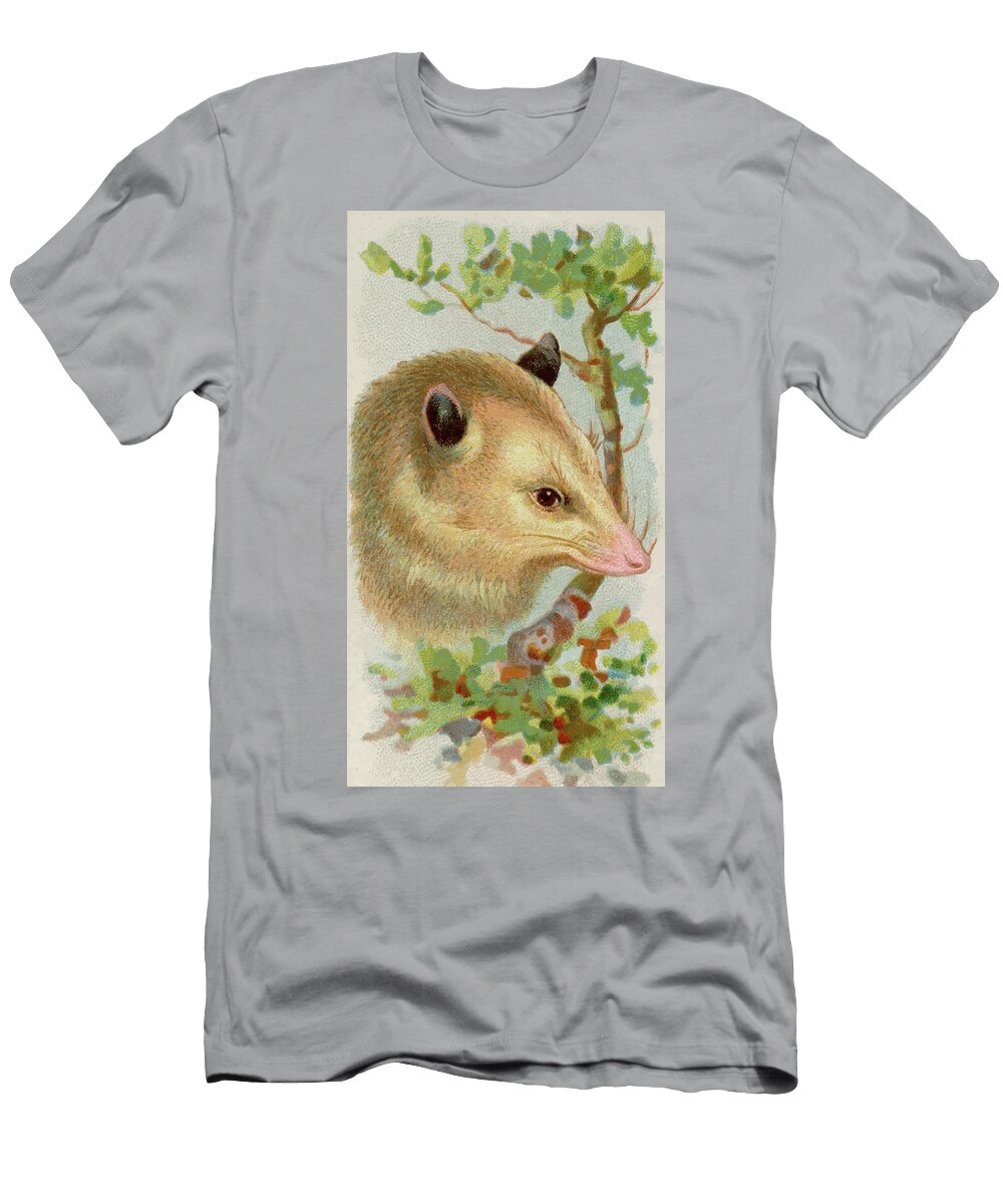 Opossum Vintage Animal Illustration Vintage Animal Illustrations T-Shirt