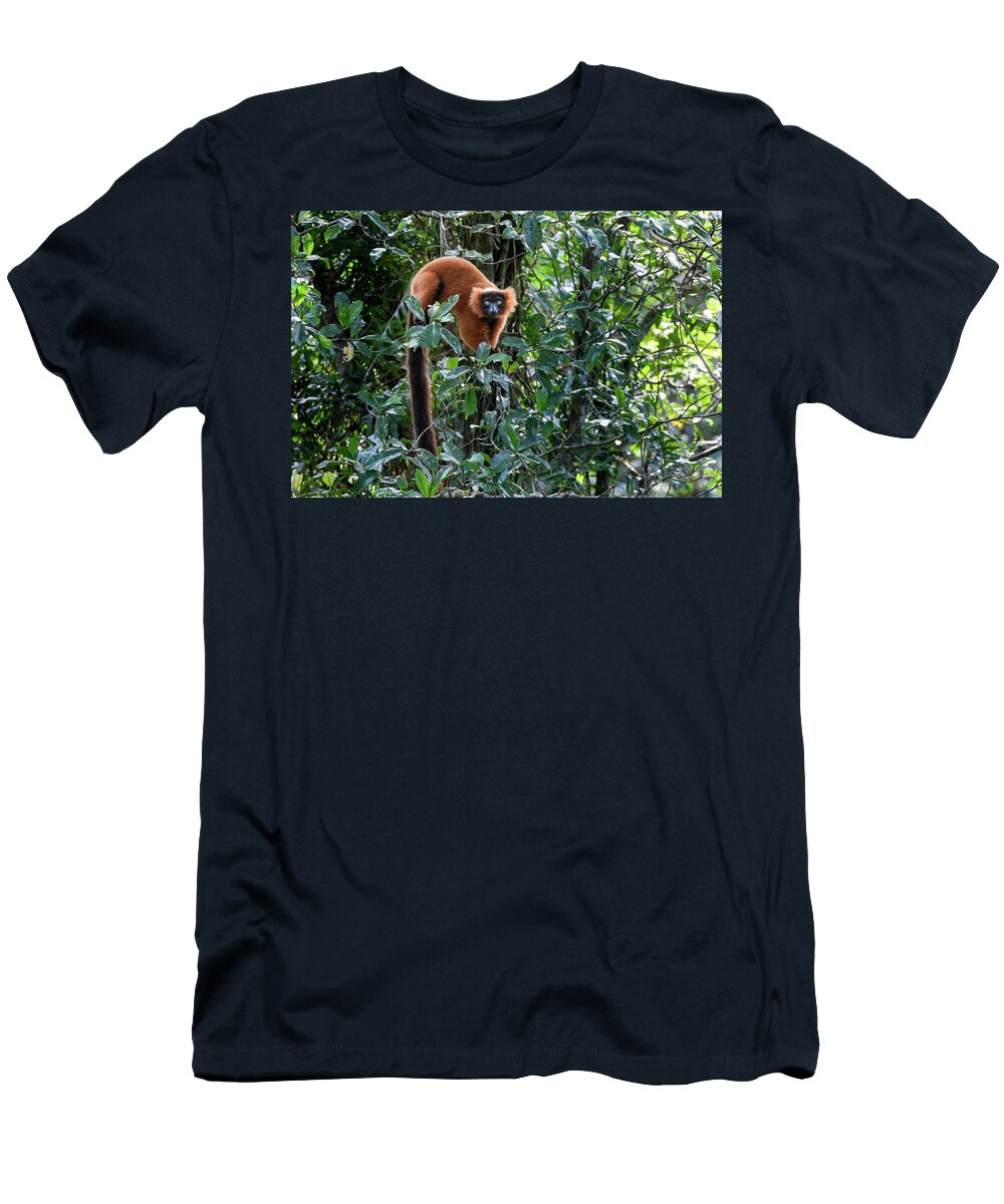 Red Ruffed Lemur Female in Understorey of Lowland Nick Garbutt Natureplcom T-Shirt
