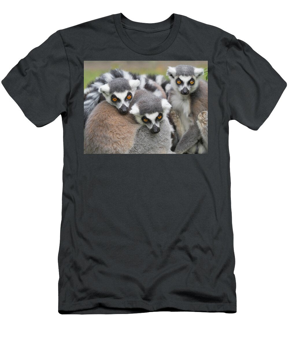 Ring Tailed Lemur Group Huddled Together Ernie Janes Natureplcom T-Shirt