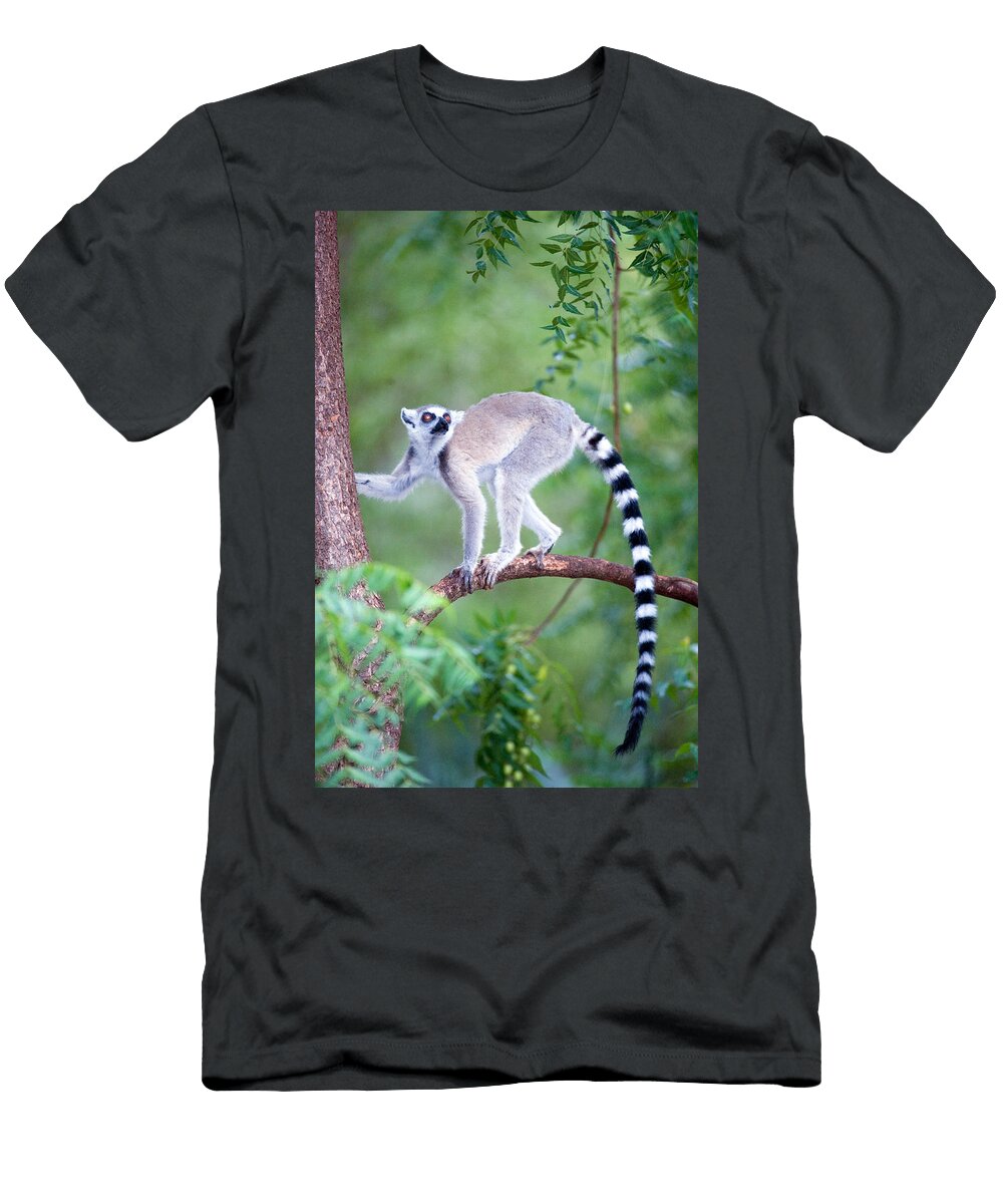 Ring Tailed Lemur Lemur Catta Climbing Panoramic Images T-Shirt