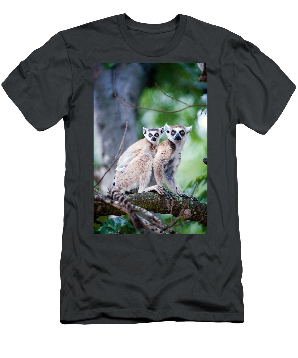 Ring Tailed Lemur Lemur Catta Panoramic Images T-Shirt