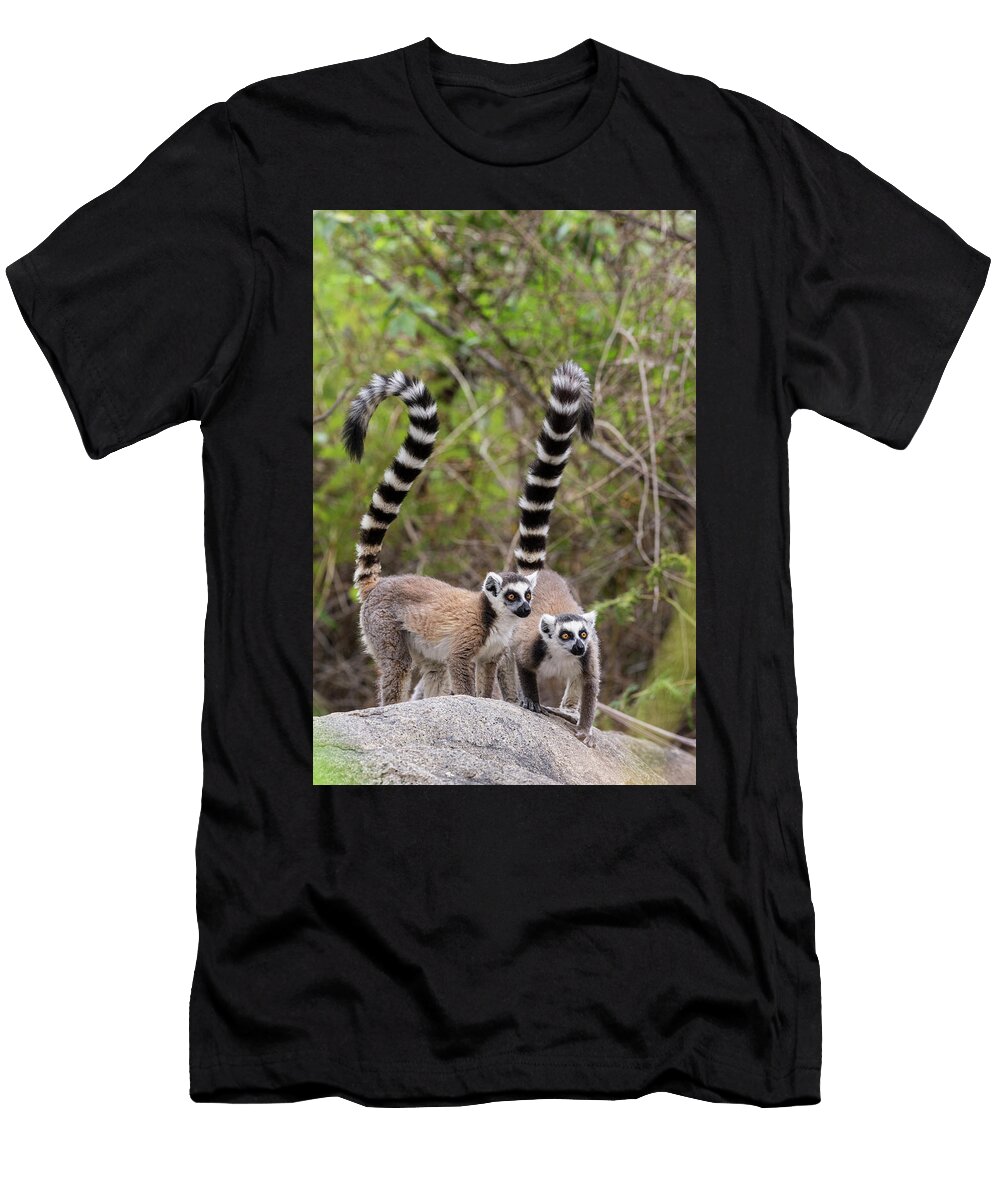 Ring Tailed Lemur Pair on Rocky Outcrop Anja Community Tj Rich Natureplcom T-Shirt