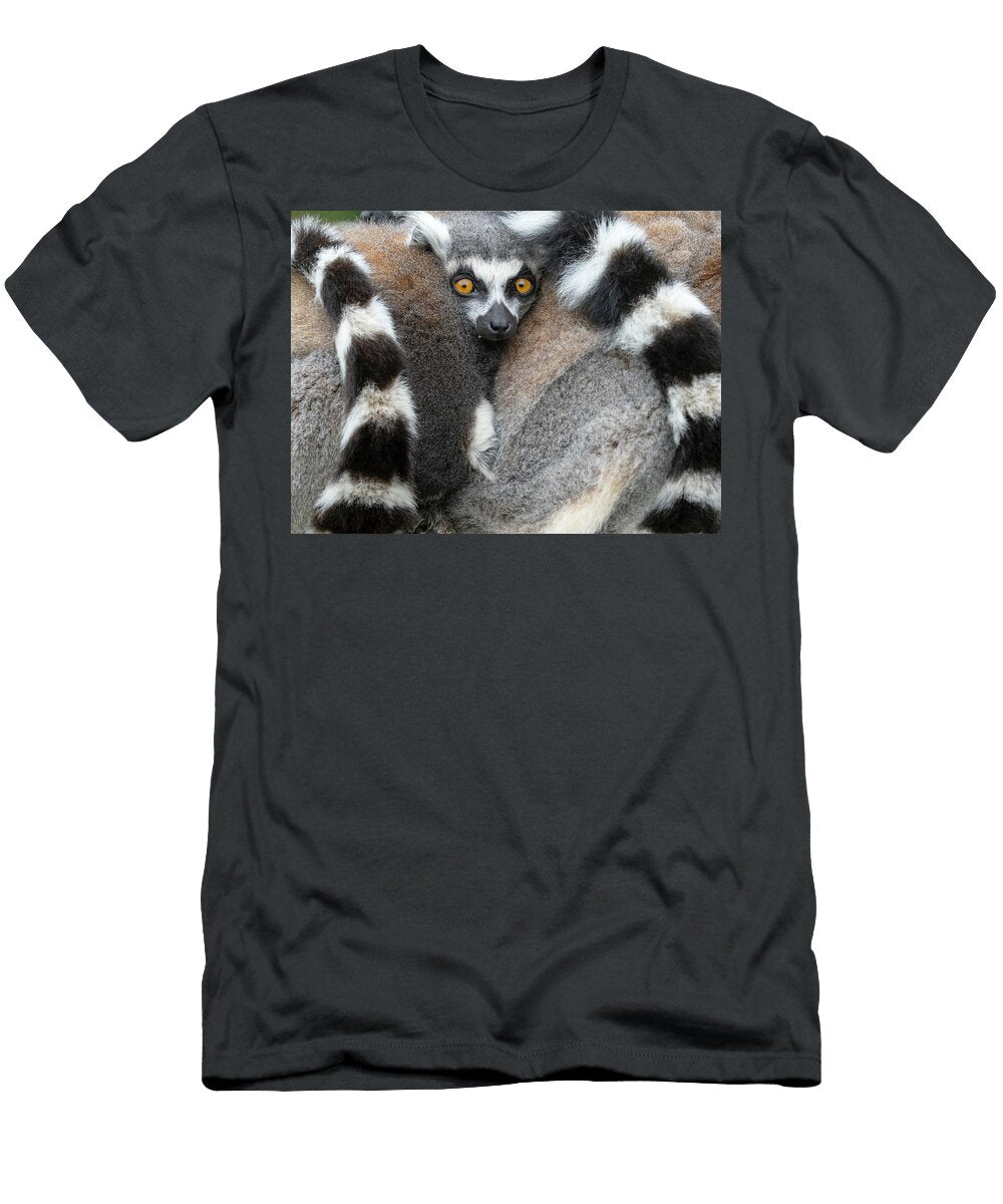 Ring Tailed Lemur Two Huddled Together for Warmth Ernie Janes Natureplcom T-Shirt